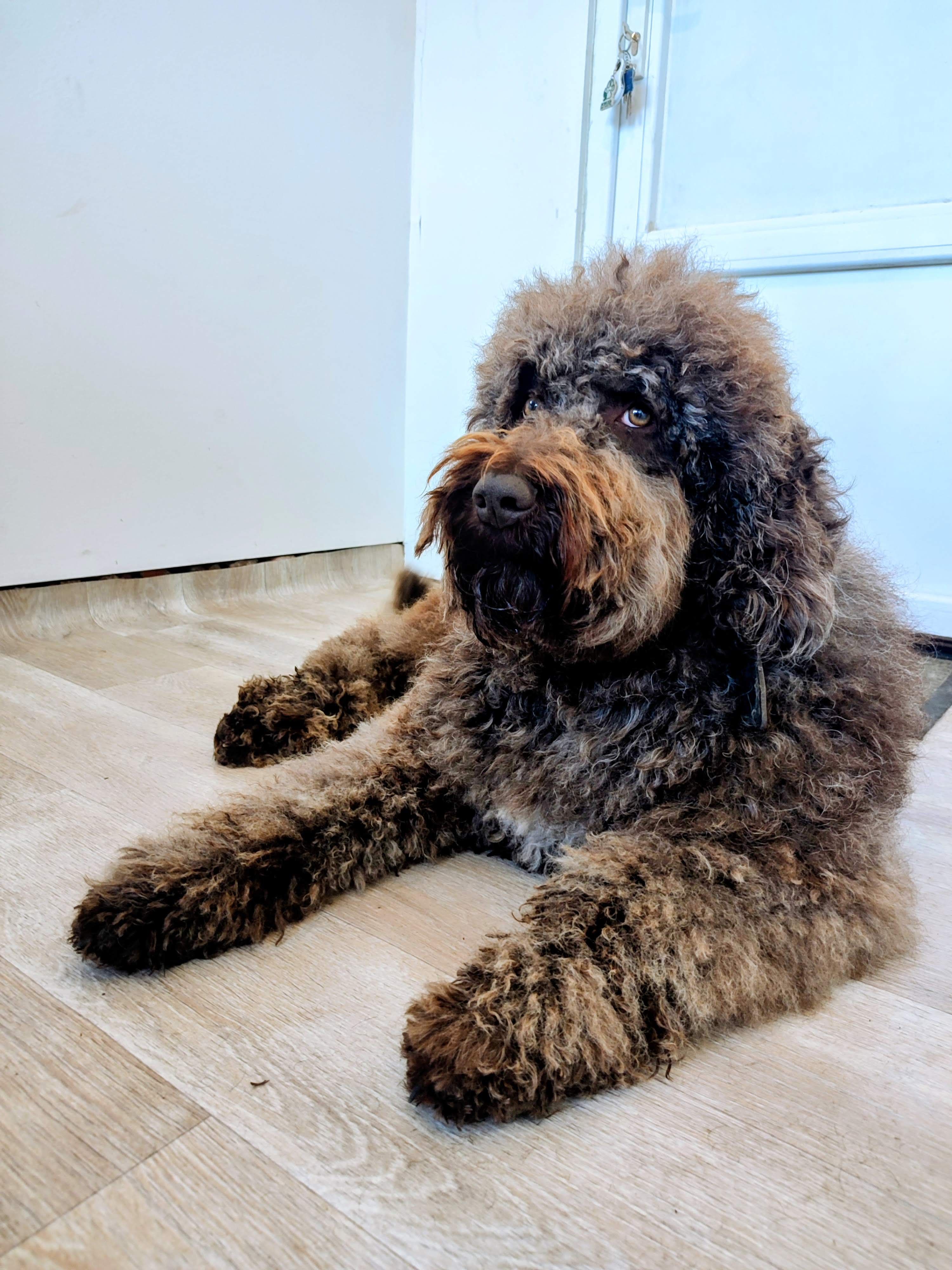 Kudłaty labradoodle leżący spokojnie na podłodze
