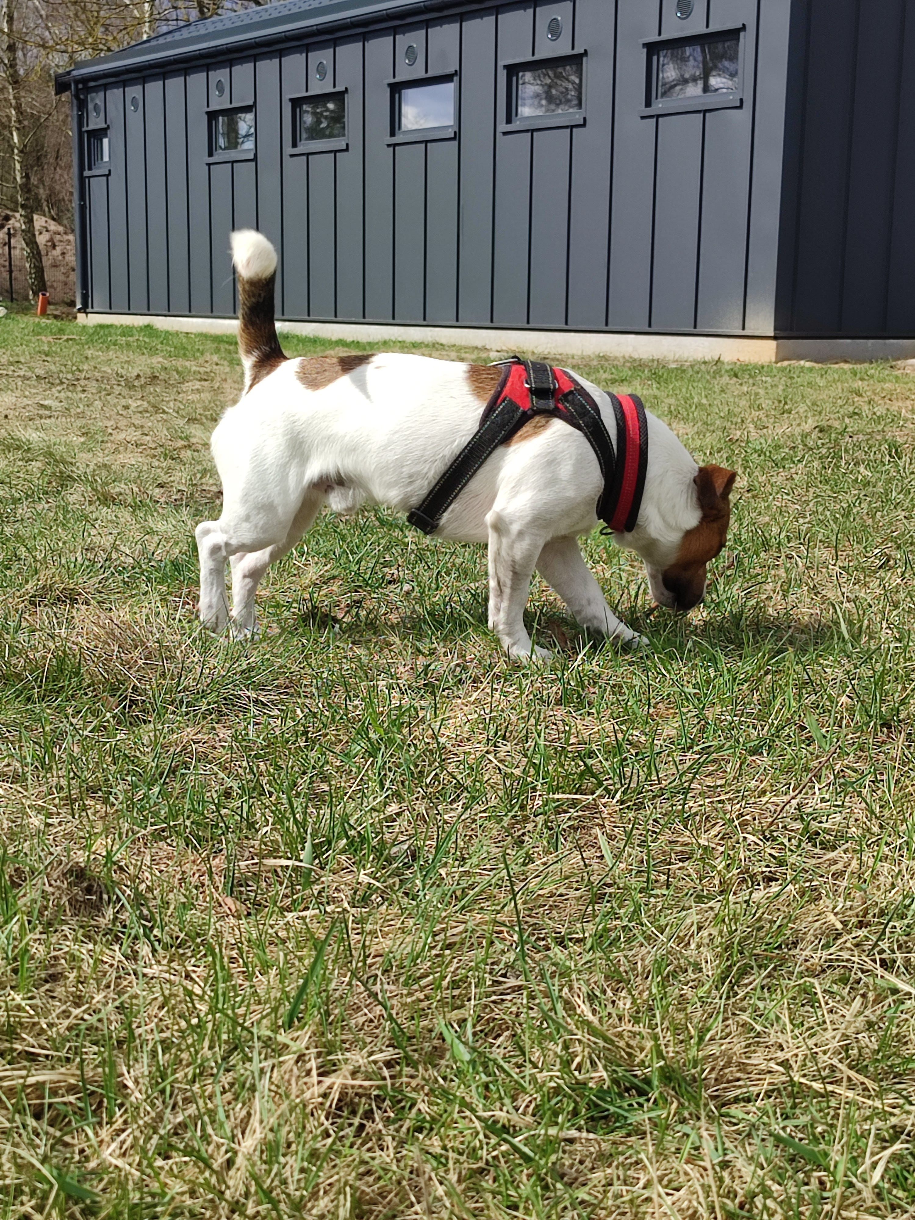 Jack russell terrier węszący w trawie przed budynkiem hotelu