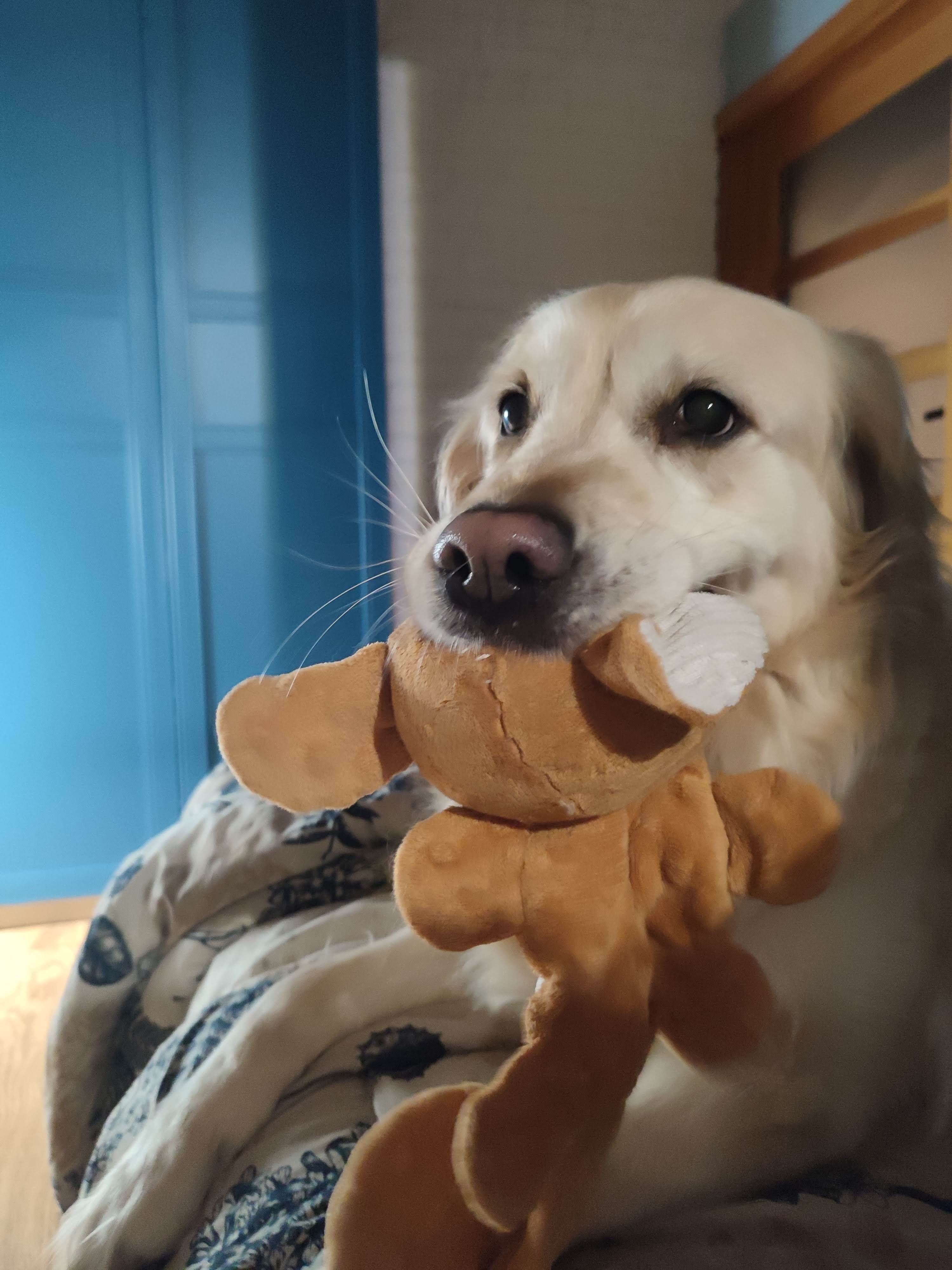 Żółty labrador z ulubioną maskotką w pysku