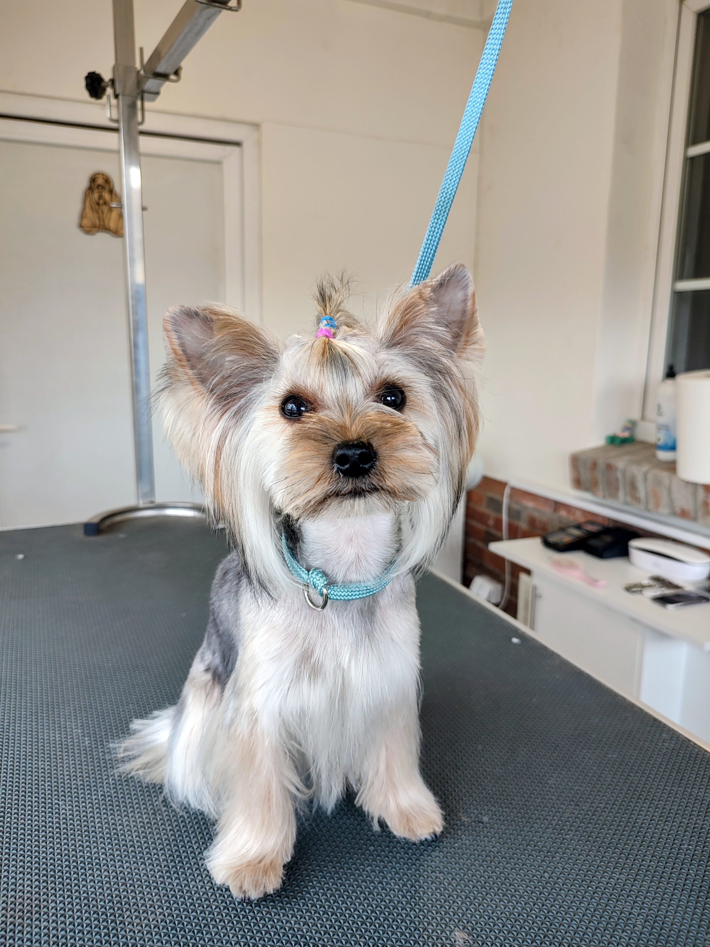 Wystrzyżony yorkshire terrier pozuje na stole groomerskim