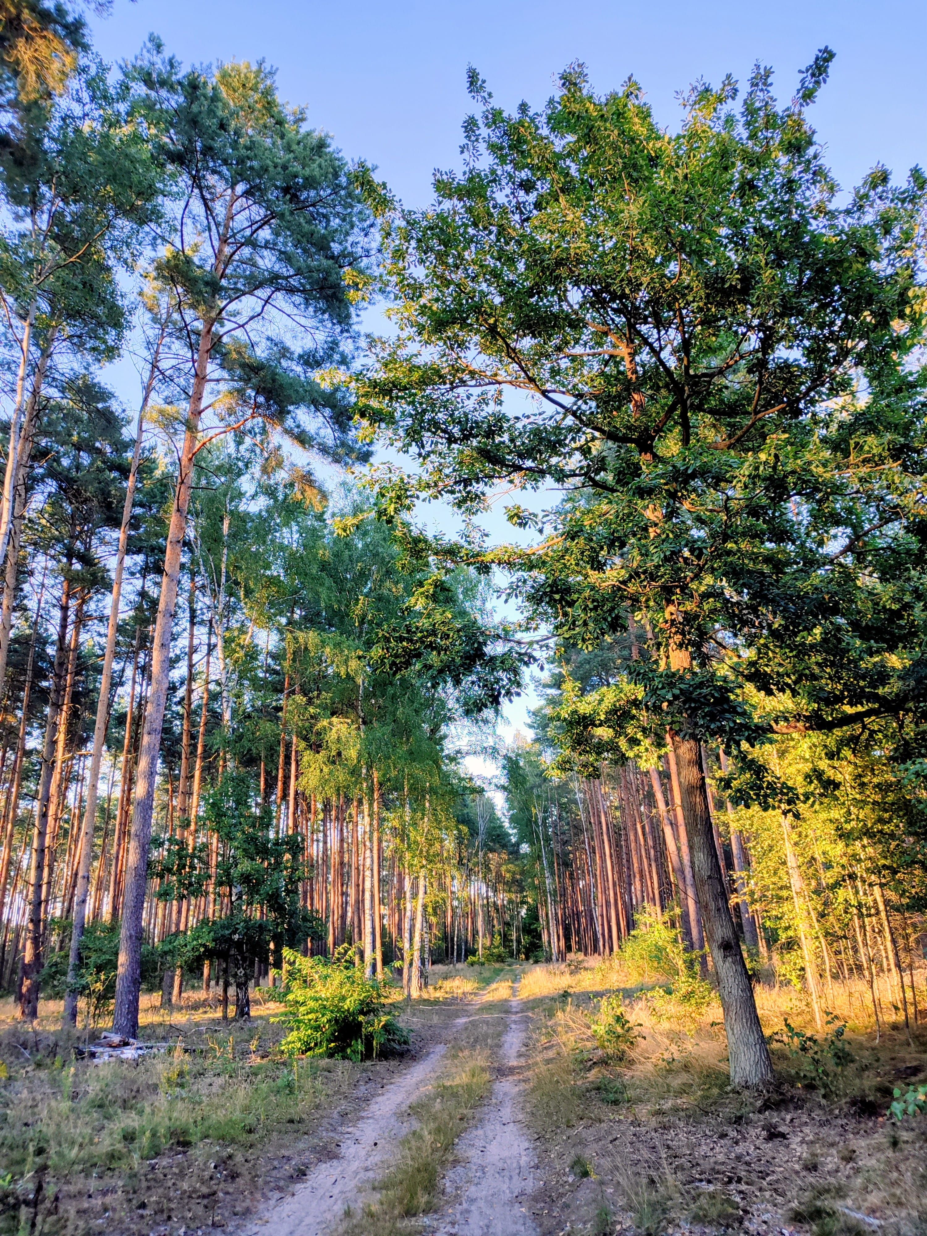 Leśna droga prowadząca przez wysokie sosny w popołudniowym słońcu